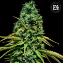 Bulk Seed Bank - Hell Bells OG Hanfsamen - feminisiert