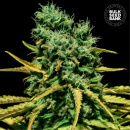 Bulk Seed Bank - Auto Hell Bells OG Hanfsamen -...