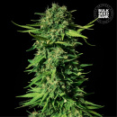 Bulk Seed Bank - Mandalime Juice Hanfsamen - feminisiert