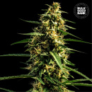Bulk Seed Bank - Auto Mandalime Juice Hanfsamen -...