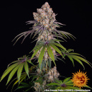 Barneys Farm - Ice Cream Cake Hanfsamen - feminisiert