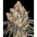 Barneys Farm - Ice Cream Cake Hanfsamen - 3 Stk feminisiert