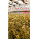 Super Orange Glue Hanfsteckling