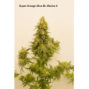 Super Orange Glue Hanfsteckling