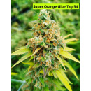 Super Orange Glue Hanfsteckling
