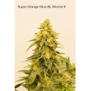 Super Orange Glue Hanfsteckling