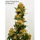 Super Orange Glue Hanfsteckling