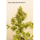 Super Orange Glue Hanfsteckling