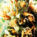 Super Orange Glue Hanfsteckling