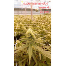 Super Orange Glue Hanfsteckling