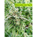 Watermelon Jam Hanfsteckling
