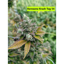 Kerosene Krash Hanfsteckling