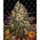 Barneys Farm - Biscotti Hanfsamen - 10 Stk feminisiert