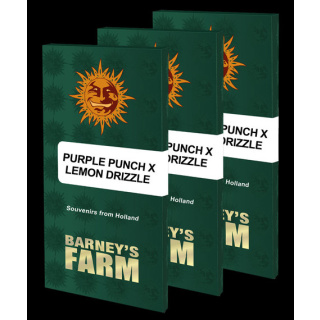 Barneys Farm Purple Punch X Lemon Drizzle Seeds