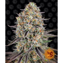 Barneys Farm - Sour Strawberry Hanfsamen - feminisiert