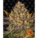 Barneys Farm - Banana Punch Hanfsamen - feminisiert