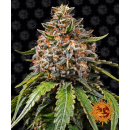 Barneys Farm - White Widow XXL Hanfsamen - feminisiert