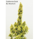 California Gold Hanfsteckling