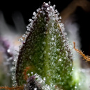 Barneys Farm - Zoap Hanfsamen - feminisiert