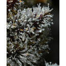 Barneys Farm - Lemon Cherry Gelato Hanfsamen - feminisiert