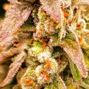 Ice Cream Cake Hanfsteckling