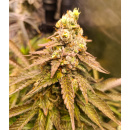 Ice Cream Cake Hanfsteckling