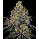 Barneys Farm - Watermelon Zkittlez Hanfsamen - feminisiert