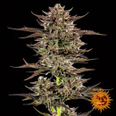 Barneys Farm - Frosted Zinn x 3 Bears OG Hanfsamen -...