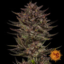 Barneys Farm - Frosted Zinn x Cookie Dogn - auto-feminisiert