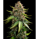 Barneys Farm - White Widow XXL AUTO Hanfsamen -...