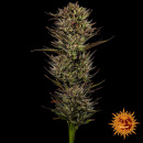 Barneys Farm -Thin Mint x Sour Pinot Hanfsamen -...