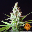 Barneys Farm - LSD Hanfsamen - feminisiert