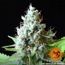 Barneys Farm - LSD Hanfsamen - feminisiert