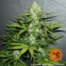 Barneys Farm - LSD Hanfsamen - feminisiert