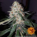 Barneys Farm - LSD Hanfsamen - feminisiert