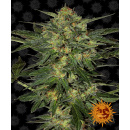 Barneys Farm - LSD Hanfsamen - feminisiert