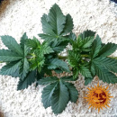 Barneys Farm - LSD Hanfsamen - feminisiert