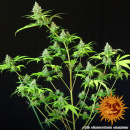 Barneys Farm - LSD Hanfsamen - feminisiert