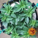 Barneys Farm - LSD Hanfsamen - feminisiert