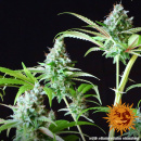 Barneys Farm - LSD Hanfsamen - feminisiert