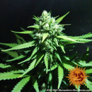 Barneys Farm - LSD Hanfsamen - feminisiert