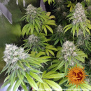 Barneys Farm - LSD Hanfsamen - feminisiert