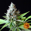 Barneys Farm - LSD Hanfsamen - feminisiert