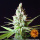 Barneys Farm - LSD Hanfsamen - feminisiert