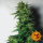 Barneys Farm - LSD Hanfsamen - feminisiert