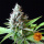 Barneys Farm - LSD Hanfsamen - feminisiert