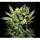 Green House Seeds - Cheese Hanfsamen - feminisiert