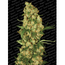 Paradise Seeds - Wappa Hanfsamen - 10 Stk feminisiert