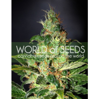 WOS Chronic Haze Seeds Legend Collection Seeds 12er