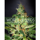 WOS Chronic Haze Seeds Legend Collection Seeds 12er